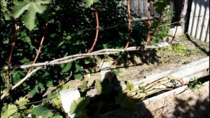 Укрытие молодых кустов, для дозревания лозы.