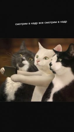 котики