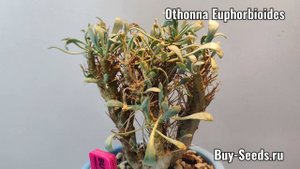 Othonna Euphorbioides