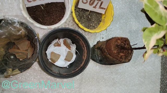 How To Grow A Bi Colour Variegated Croton Ornamental Plant Potted Garden Sapling Transplant, Part 2 смотреть онлайн