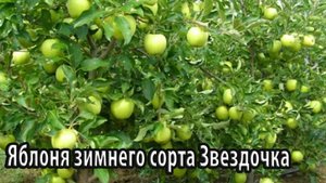 Яблоня зимнего сорта Звездочка
