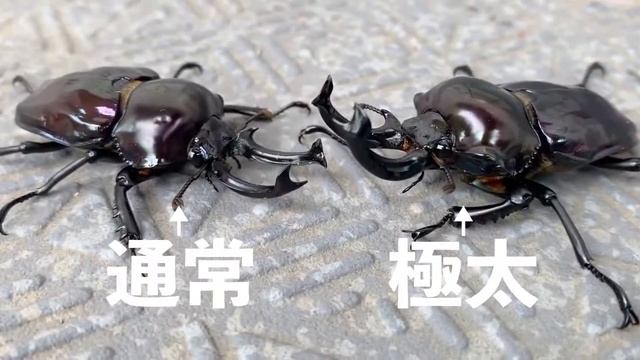 「 極太 」紫紺ニジイロクワガタ 比較 Phalacrognathus muelleri смотреть онлайн