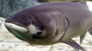 РР4: Ахтуба —буффало. Русская Рыбалка 4 (83 серия)