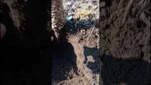 как не погубить яблоню при посадке?