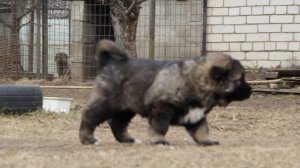 ГК Зима 1.5 м