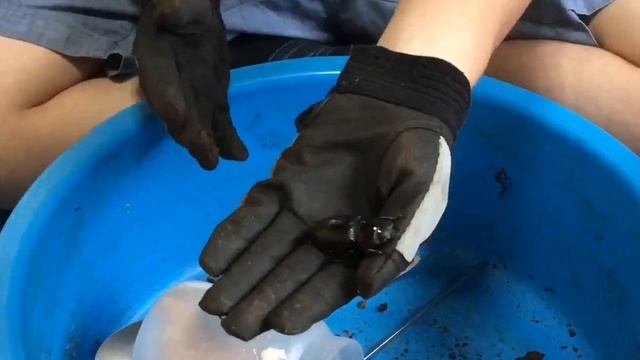 新成虫掘り出し⑦ смотреть онлайн