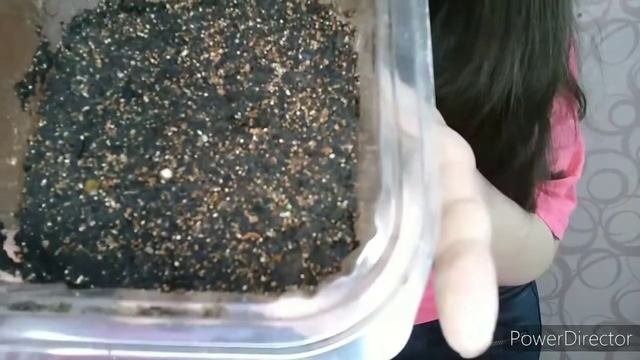SOS. Что же это взошло: разве это эустома?