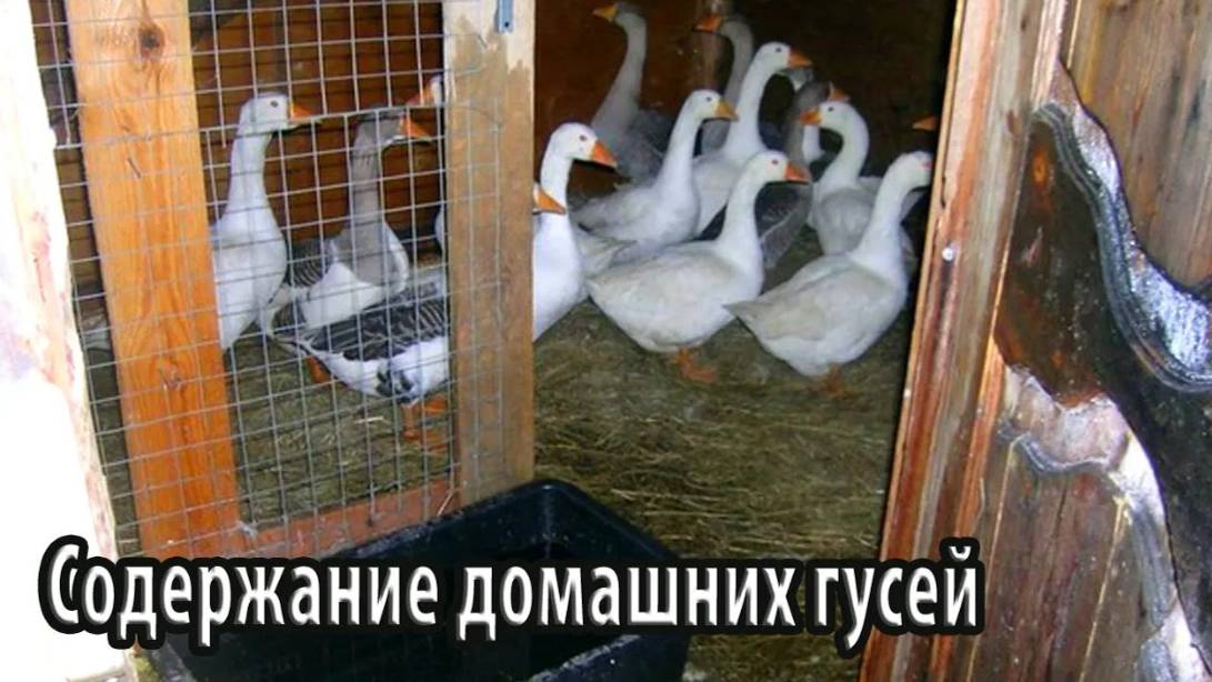 Содержание домашних гусей