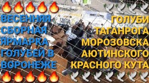 🔥🕊🔥 Весенняя сборная ярмарка голубей в г.Воронеж. Голуби Таганрога, Морозовска, Красного Кута.