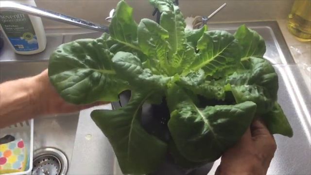 LETTUCE - GROWING HYDROPONIC IN BUCKETS  [UPDATE] ( OAG 2016)