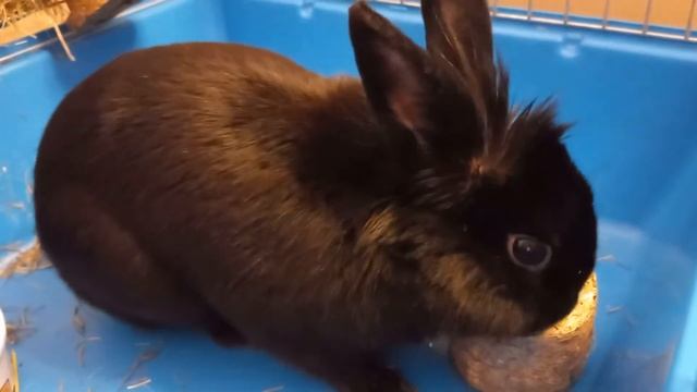 Сено с люцерной смотреть онлайн