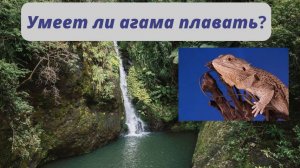 Как плавают агамы бородатые