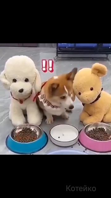 Злые вы, люди...