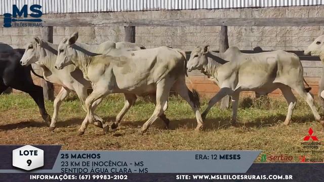 LOTE: 9 - 25 MACHOS - 12 MESES смотреть онлайн