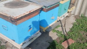 Как развивается слабый отводок пчел. Сделал рокировку пчел место слабых на сильных.