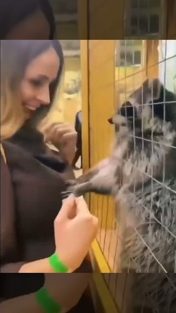 Енот маньяк смотреть онлайн