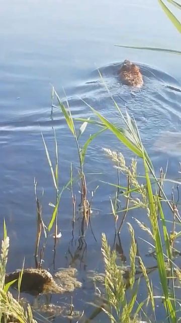 Выдра ли смотреть онлайн