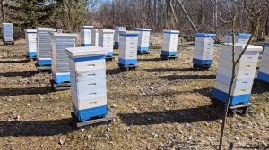 Окончание зимовки. Итоги.