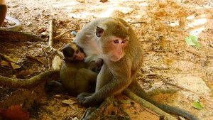 Mother Leyla Hungry Food, Drop poor Cute Lola While Nursing Milk! Very Pity Baby Monkey!