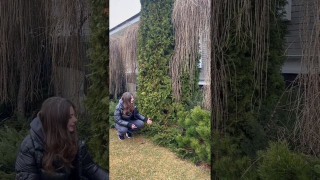 Готовое решение хвойной композиции для сада