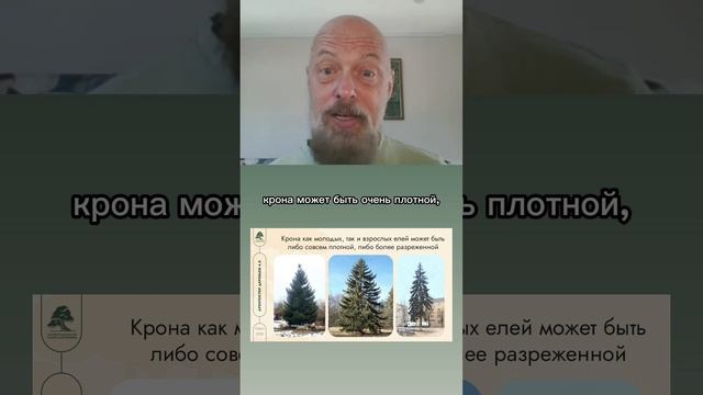 Особенности ели обыкновенной