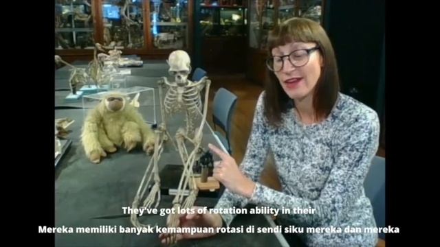 Gibbon Anatomy and Movement смотреть онлайн