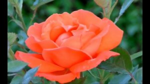 Дарите женщинам цветы !