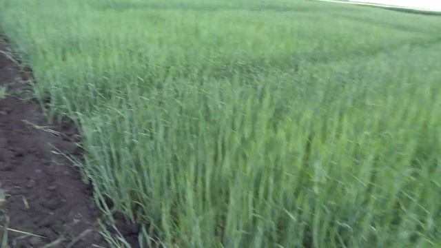 Ячмень яровой, сорт Маргрет, без удобрений (07.06.19) смотреть онлайн