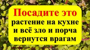 Посадите одно растение на кухне и всё зло вернутся врагам. Какие цветы нельзя держать в доме. Ритуал