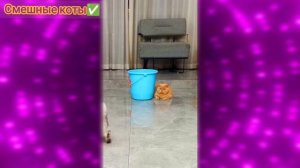 Смешные коты Подборка #5 / Забавные видео про домашних животных/ Смотреть приколы про котиков 2025