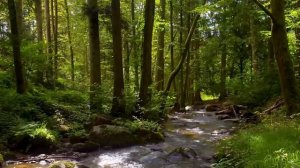 НЕЖНЫЙ ЛЕСНОЙ РУЧЕЙ И ПЕНИЕ ПТИЦ.РАССЛАБЛЯЮЩИЕ ЗВУКИ ПРИРОДЫ В ЛЕСУ ДЛЯ КОНЦЕНТРАЦИИ И СПОКОЙСТВИЯ.