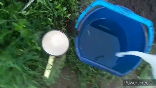 Подкормка для огурцов. Дрожжи