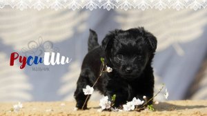 РусиШи, 5 недель Вторая серия