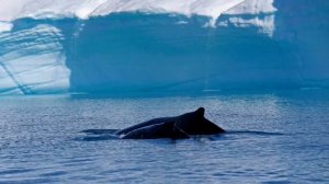 Гренландия