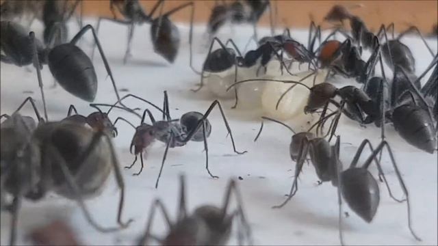 Camponotus singularis colony in plaster formicarium смотреть онлайн