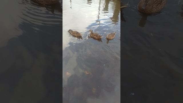 Мои подсадные уточки начали нестись