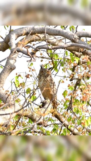 Indian eagle owl 🦉 #owls #shorts_video #wildlife #viralshorts2023 #youtubevideo #birdslover смотреть онлайн