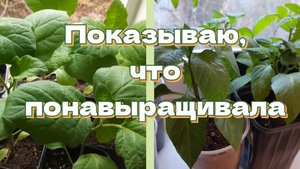Перцы и баклажаны. Обзор рассады. 29 марта. Тула