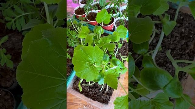 🥒КАКИЕ ОГУРЦЫ ВЫРАЩИВАЮ ДОМА 🥒#жизньзагородом #огурцы #какие огурцы вырастить дома#свойдом#огурцы