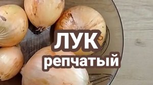 Луковый суп. Необычно.Своеобразно.