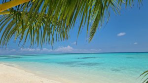 "Hotel RIU Palace Maldives 5*"+" RIU Atoll" мальдивы март 2025