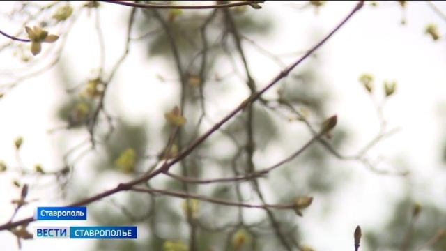 На Ставрополье установилась весенняя погода