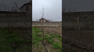 1000074767.mp4 Формировка персика веретено.