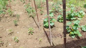 Огород 2023 от Тариели Павлиашвили💜💜💜💞💞💞