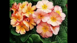 Милые женщины, с праздником!