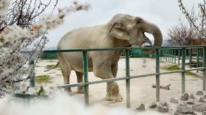 Магда пылит, танцует и пылесосит угощения! Запустила в нас свои соплюшки от радости! Тайган