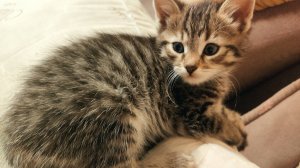 cat202425-20250329