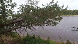 РЫБАЛКА НА ВЯТКЕ В АВГУСТЕ С АЛИСОЙ / КОЛЬЦО ОТМЕНЯЕТСЯ.