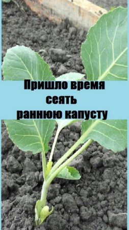 Когда сеять капусту? Пришло время посева ранней капусты на рассаду!