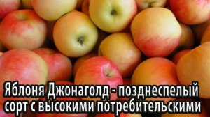 Яблоня Джонаголд позднеспелый сорт с высокими потребительскими качествами